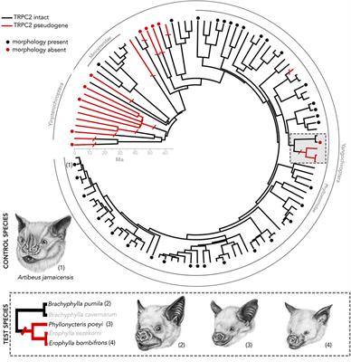 Vomeronasal and Olfactory Structures in Bats Revealed by DiceCT Clarify Genetic Evidence of Function